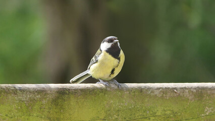 Great Tit sitting on a fence UK