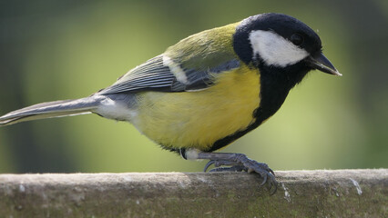 Great Tit sitting on a fence UK