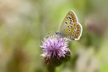 Common blue (Polyommatus icarus) butterfly on purple thistle flower, shallow depth of field macro photography