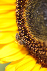 bee bees on flower collecting honey in summer season macro photography