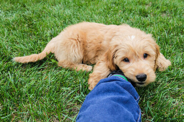 Multigen Goldendoodle