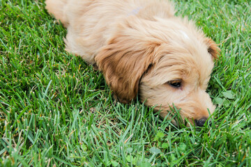 Multigen Goldendoodle