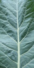 vertical background of greenish emerald vegetable leaf with white veins and crumpled surface
