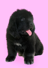 Fototapeta premium puppy newfoundland dog