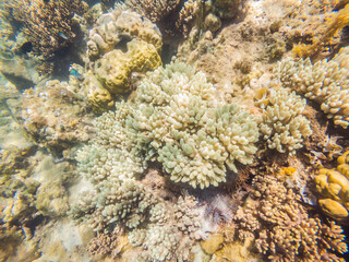 Wonderful and beautiful underwater world with corals and tropical fish