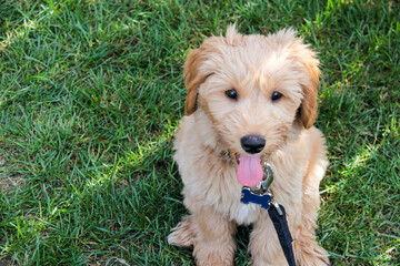Multigen Goldendoodle
