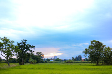 green field and blue sky