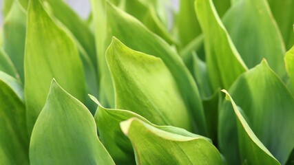 light green wide leaves stretching upwards as a fresh summer abstract background for a base in design and advertising