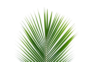 Coconut leaf on white background. With clipping path.