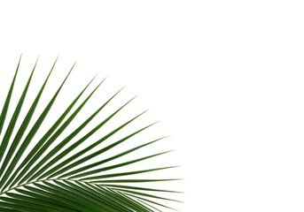 Coconut leaf on white background. With clipping path.