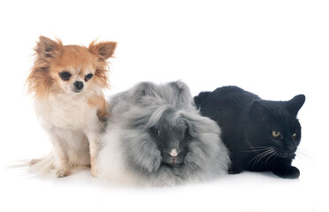 English Angora rabbit, cat and chihuahua