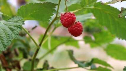 two ripe juicy red raspberries hanging on a branch of a bush in a garden or forest close-up