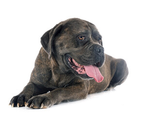 cane corso in studio