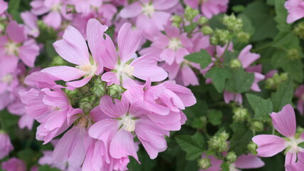 pinkish with a lilac shade garden flowers with five delicate petals and a light core blooming luxuriantly on a bush in a summer park