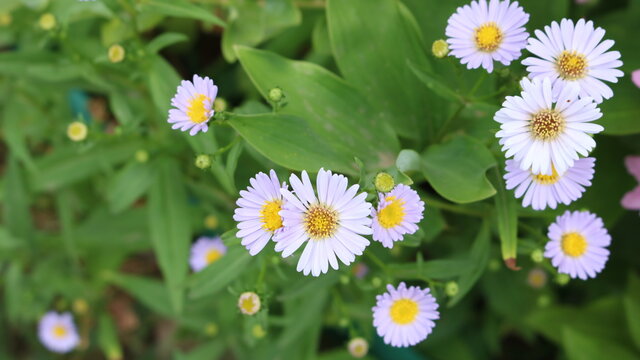 delicate lilac daisies on a blurred background of juicy dark green foliage top view, floral summer background of garden flowers