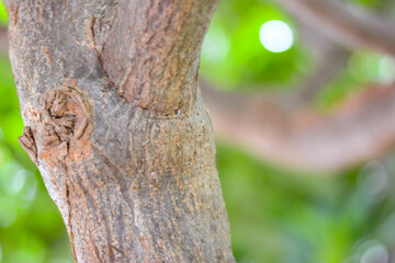 Tree branch, Under the shade of trees