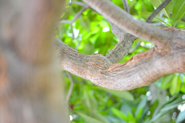 Fototapeta premium Tree branch, Under the shade of trees