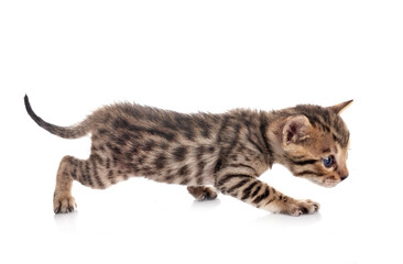 bengal kitten in studio