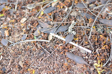 Old plastic waste in the forest