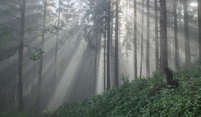 Sunlight in the forest
