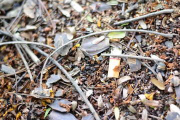 Old cigarette butt, closeup cigarette butt on the dry leaves in the forest.
