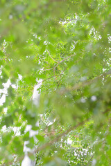 green leaves in the forest