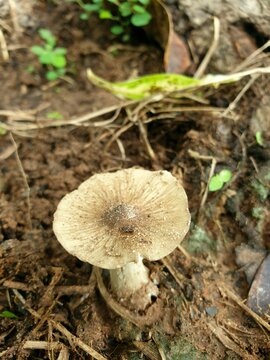 Termite mushroom in the forest at countryside of Thailand.