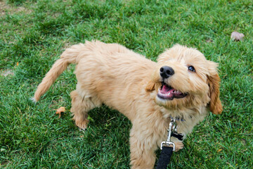 Multigen Goldendoodle