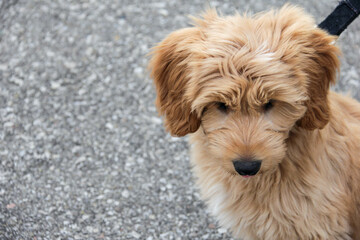 Multigen Goldendoodle
