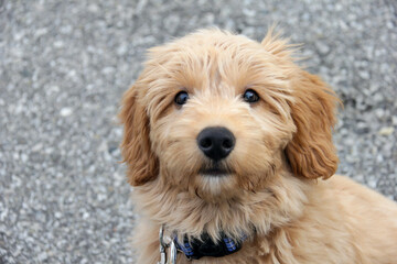 Multigen Goldendoodle