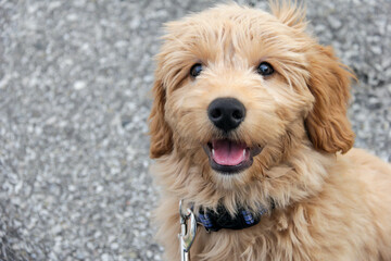 Multigen Goldendoodle