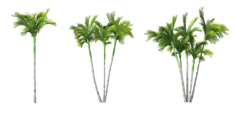 set of 3D palm trees isolated on whitebackground