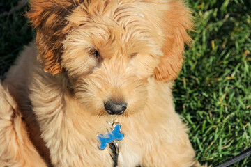Multigen Goldendoodle