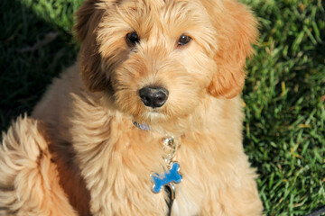 Multigen Goldendoodle