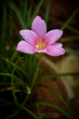 pink flower in the garden