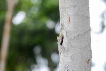 Fototapeta premium ants on tree
