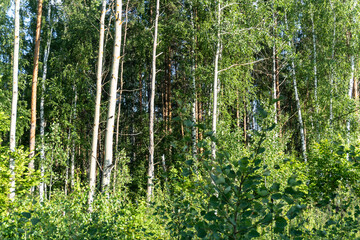 Plakat forest photo, summer, nature, beautiful background