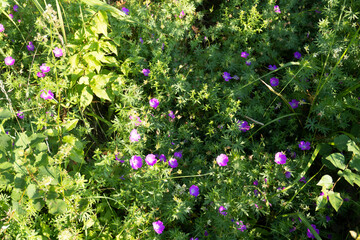 photos of wildflowers, summer, nature, beautiful background