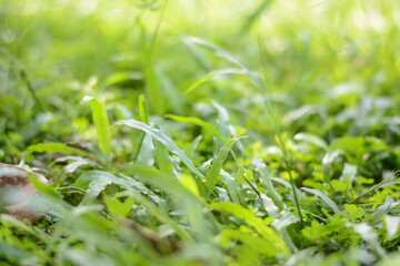 Green grass close-up