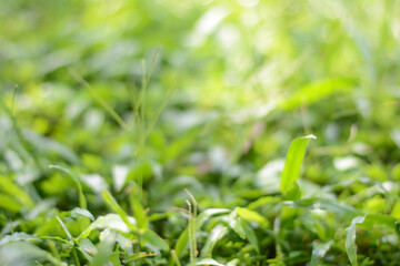 Fototapeta na wymiar Green grass close-up