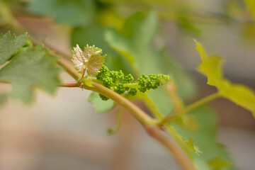 Growing grapes. Colorful leaves. Selective focus. The grapes close up