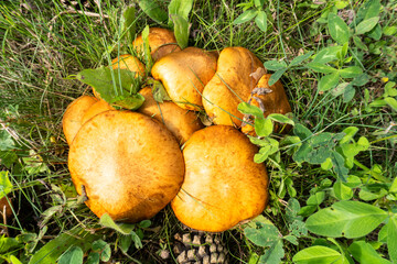 photo boletus mushrooms growing in the summer in the meadow