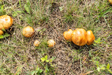 photo boletus mushrooms growing in the summer in the meadow