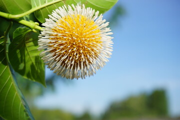 Bur  flower  tree   in  Thailand.