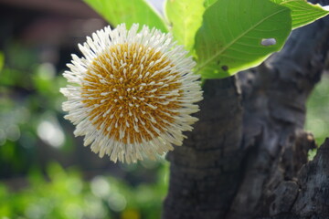 Bur  flower  tree   in  Thailand.
