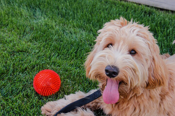 Multigen Goldendoodle