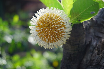 Bur  flower  tree   in  Thailand.