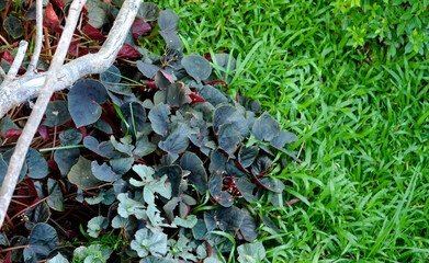 Ornamental plant. Beautiful trees in the garden