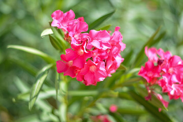 close up the pink flower