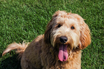 Multigen Goldendoodle